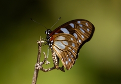 Graphium leonidas