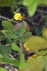Crotalaria rotundifolia