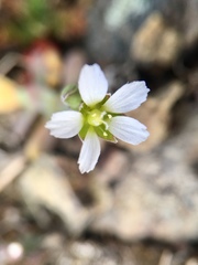 Holosteum umbellatum