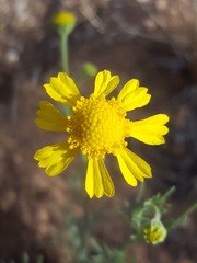 Hymenoxys odorata