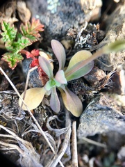 Holosteum umbellatum