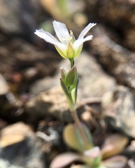 Holosteum umbellatum