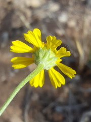 Hymenoxys odorata