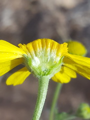 Hymenoxys odorata