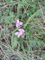 Tradescantia tharpii