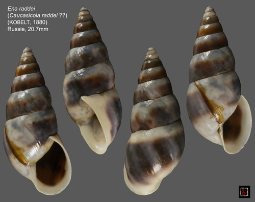 Caucasicola raddei