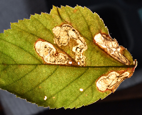 Ectoedemia rubifoliella photo 4