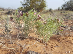Amsonia arenaria