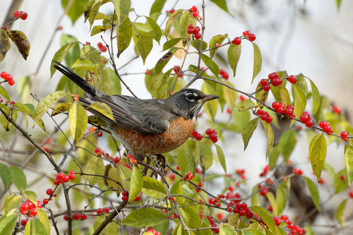 Northern Robin photographed in Michigan