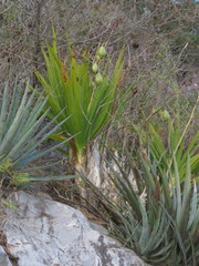 Cyrtopodium macrobulbon