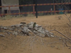 Merops cyanophrys