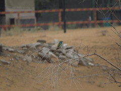 Merops cyanophrys