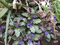Ajuga decumbens