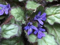 Ajuga decumbens