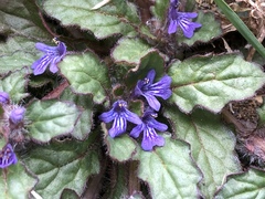 Ajuga decumbens
