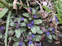 Ajuga decumbens