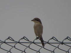 Lanius phoenicuroides