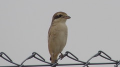 Lanius phoenicuroides