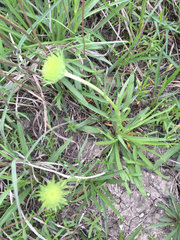 Marshallia caespitosa