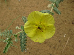 Tribulus arabicus