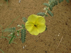 Tribulus arabicus