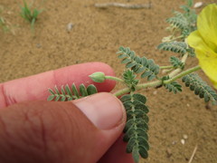 Tribulus arabicus