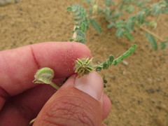 Tribulus arabicus