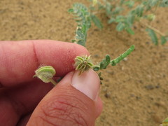 Tribulus arabicus