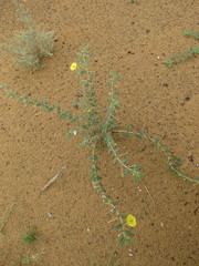 Tribulus arabicus