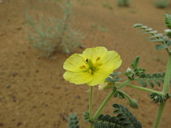Tribulus arabicus