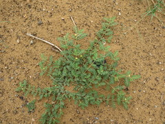 Tribulus pentandrus