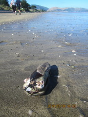 Notomegabalanus decorus