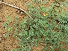 Tribulus pentandrus