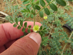 Tribulus pentandrus