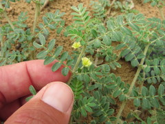 Tribulus pentandrus