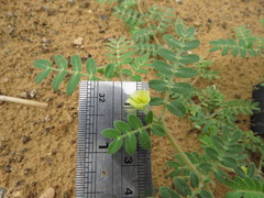 Tribulus pentandrus