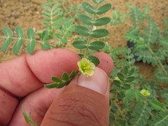 Tribulus pentandrus