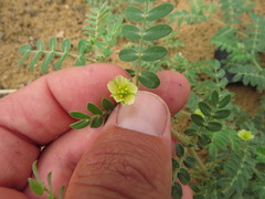 Tribulus pentandrus