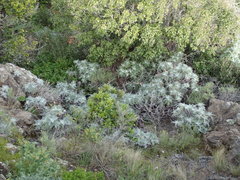 Constancea nevinii
