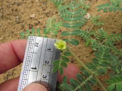 Tribulus pentandrus