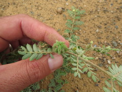 Tribulus pentandrus
