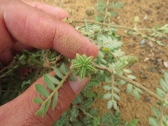 Tribulus pentandrus