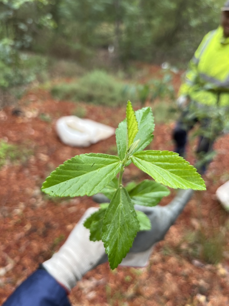 Cuban jute from Magrath St, Kellyville, NSW, AU on November 29, 2023 at