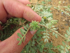 Tribulus pentandrus