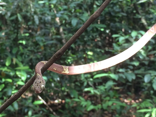Neotropical Snail-eater