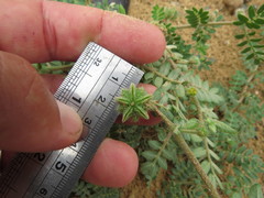 Tribulus pentandrus