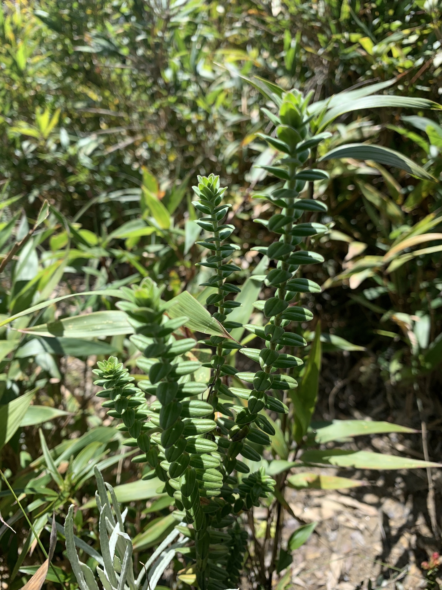 Caprifoliaceae image