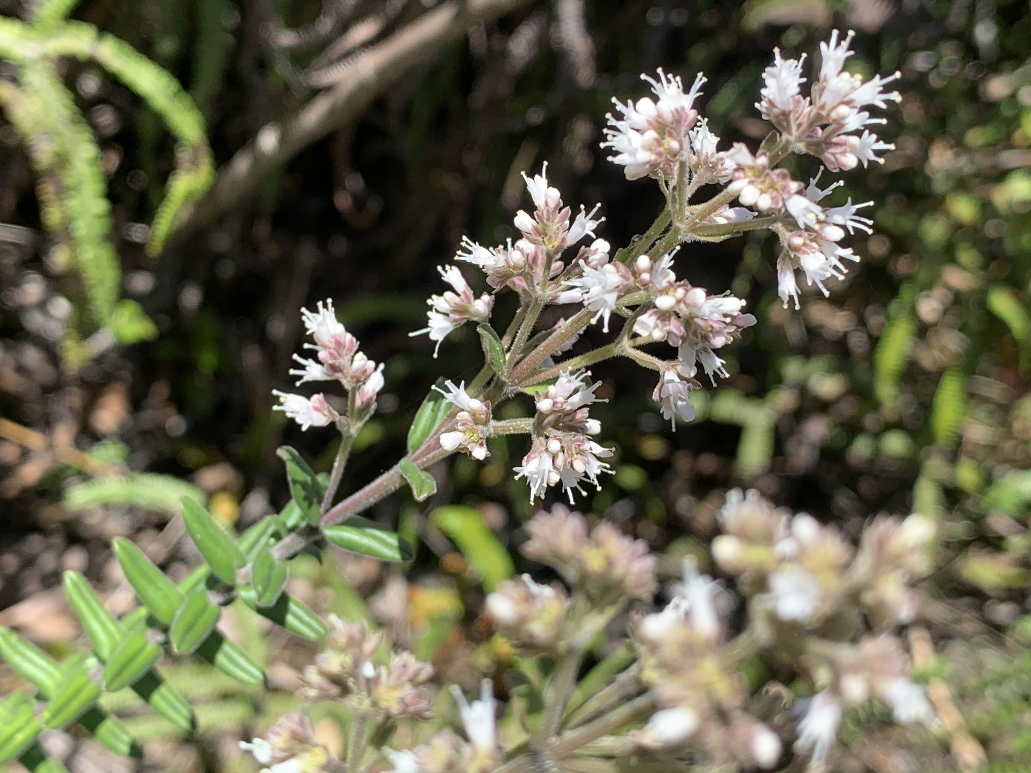 Caprifoliaceae image