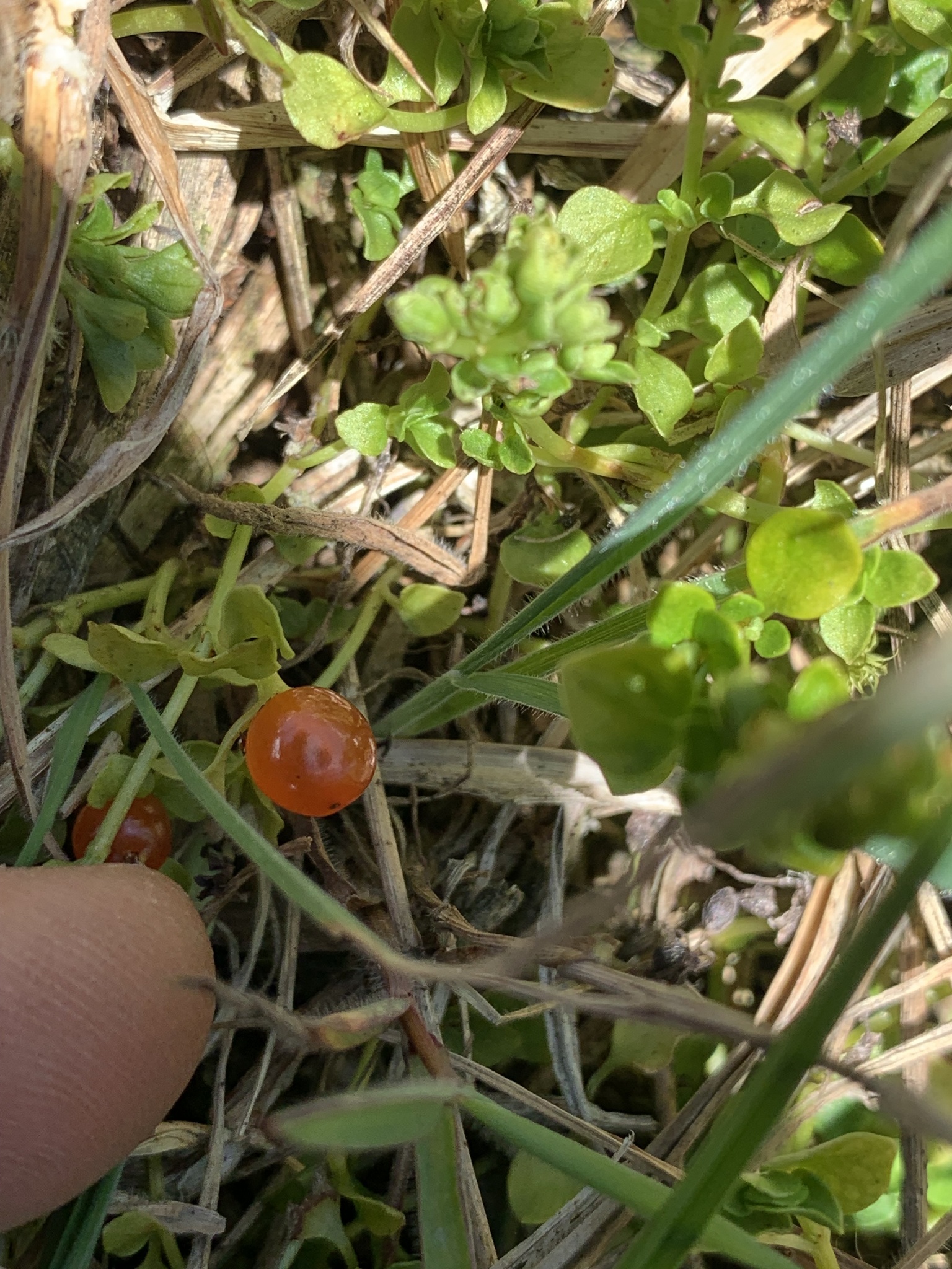 Nertera granadensis image