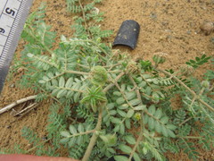 Tribulus pentandrus